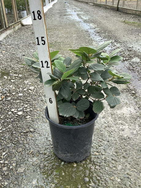 Mount Airy Dwarf Fothergilla shrub in a #2 container with dark green textured foliage, shown beside a nursery height marker.
