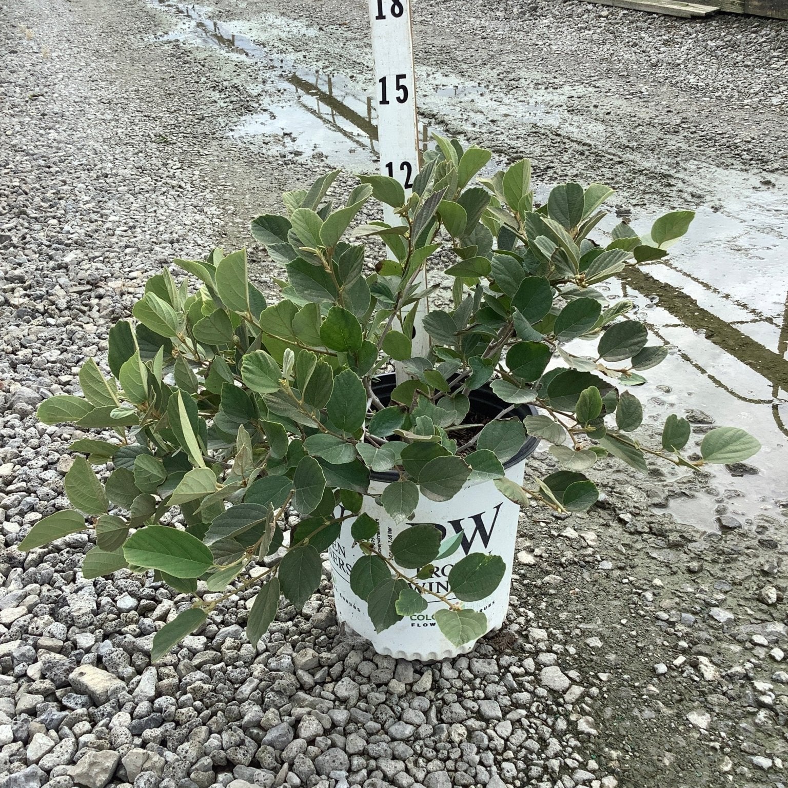 Legend of the Small Fothergilla shrub in a #2 container, showing dense dark green foliage at approximately 15 inches tall.