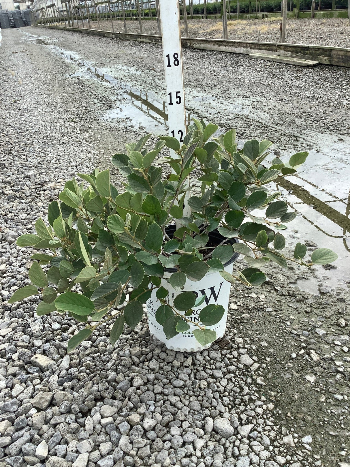 Legend of the Small Fothergilla shrub in a #2 container, showing dense dark green foliage at approximately 15 inches tall.
