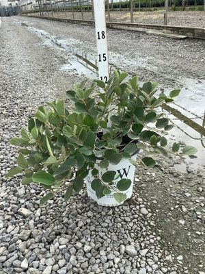 Legend of the Small Fothergilla shrub in a #2 container, showing dense dark green foliage at approximately 15 inches tall.