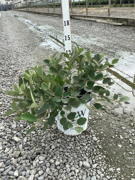 Legend of the Small Fothergilla shrub in a #2 container, showing dense dark green foliage at approximately 15 inches tall.