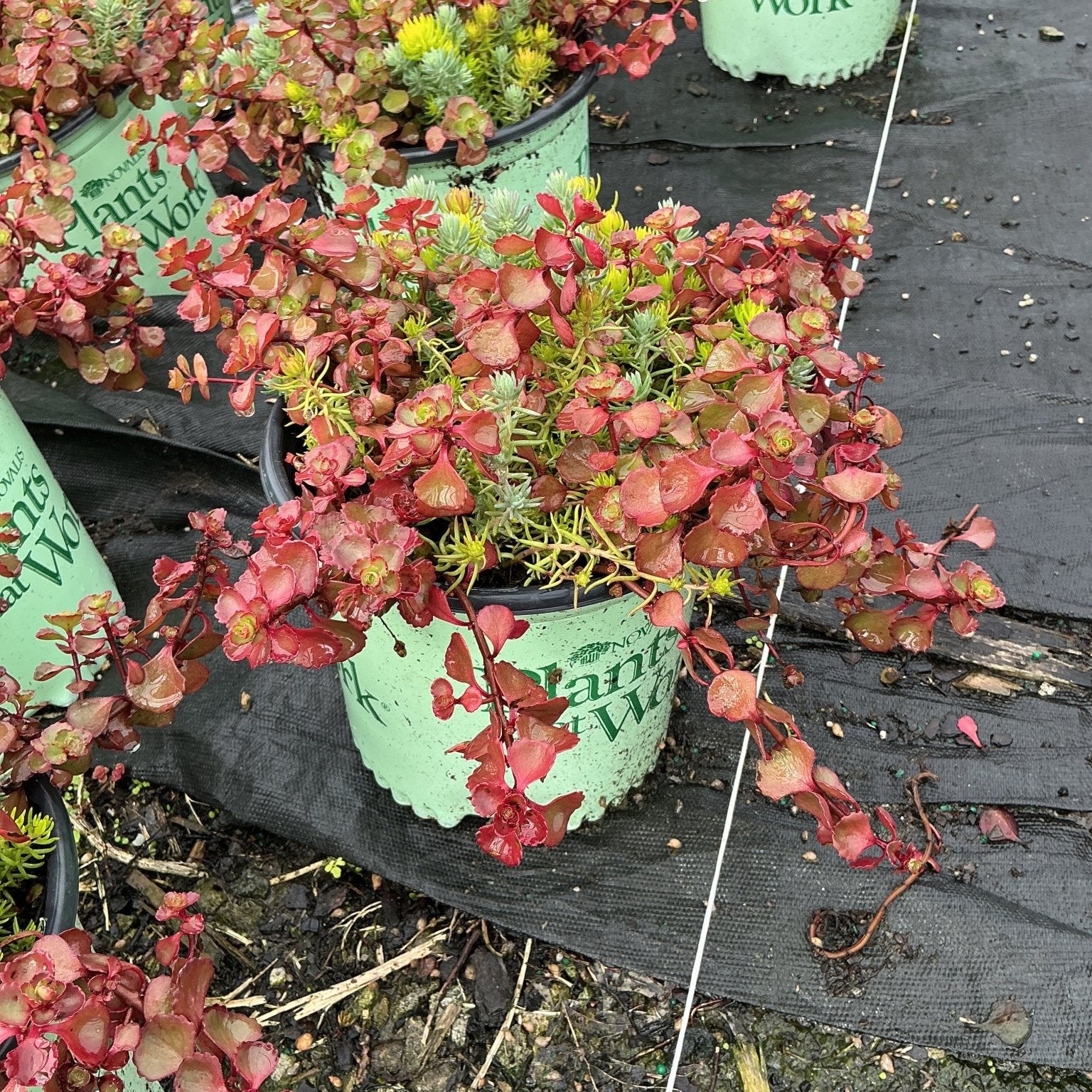 Flaming Carpet Sedum spilling over green nursery containers with red and green succulent foliage.