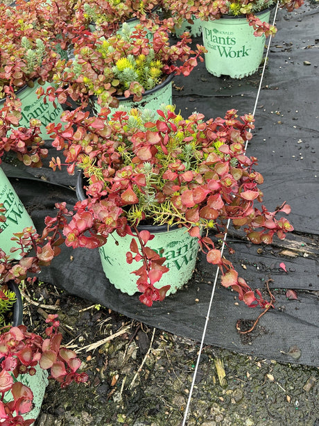 Flaming Carpet Sedum spilling over green nursery containers with red and green succulent foliage.