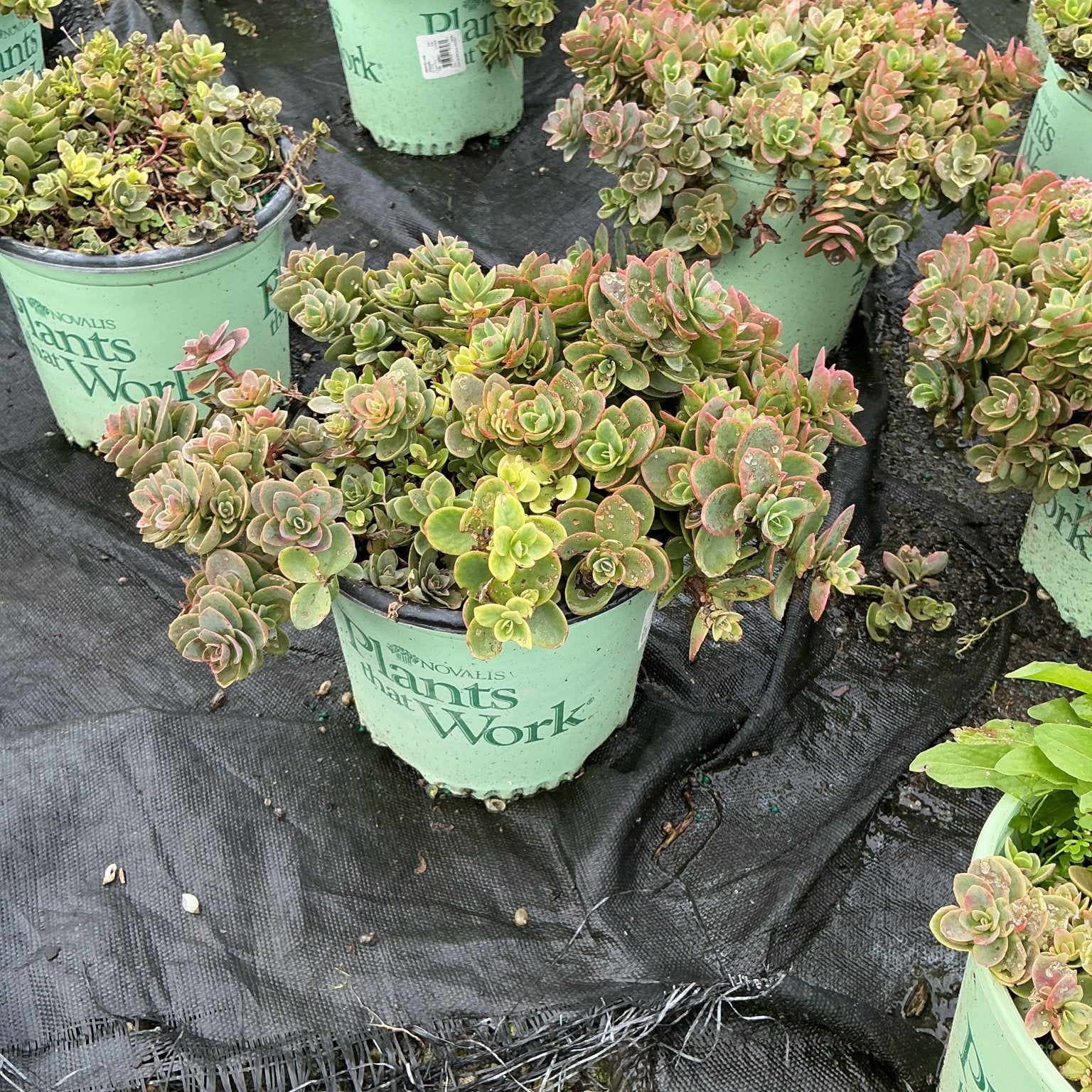 SunSparkler Lime Zinger Sedum in nursery containers showing dense rosettes with green and pink-tipped foliage.