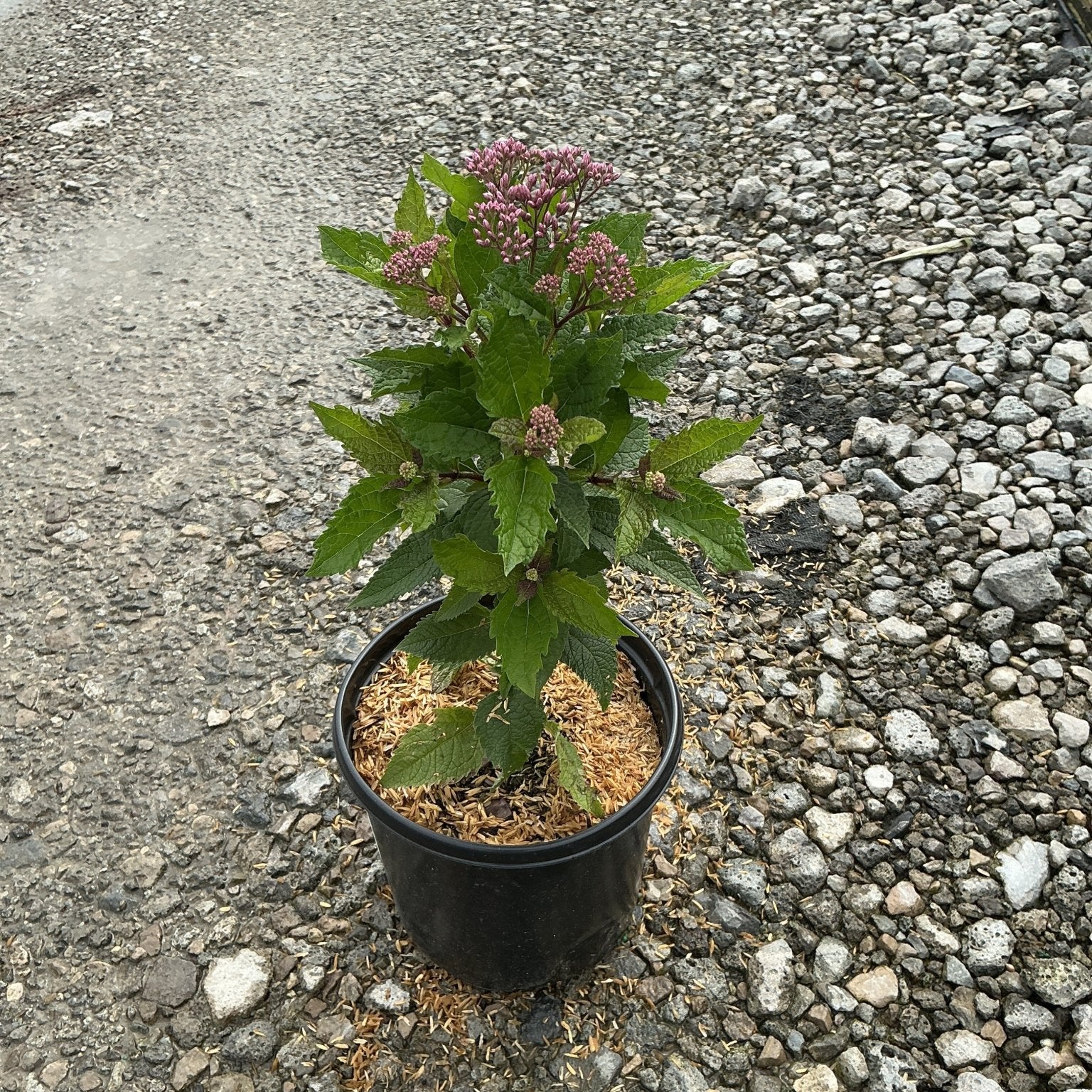 Euphoria Ruby Joe Pye Weed in a #1 container showing dark green foliage and budding pink flower clusters.