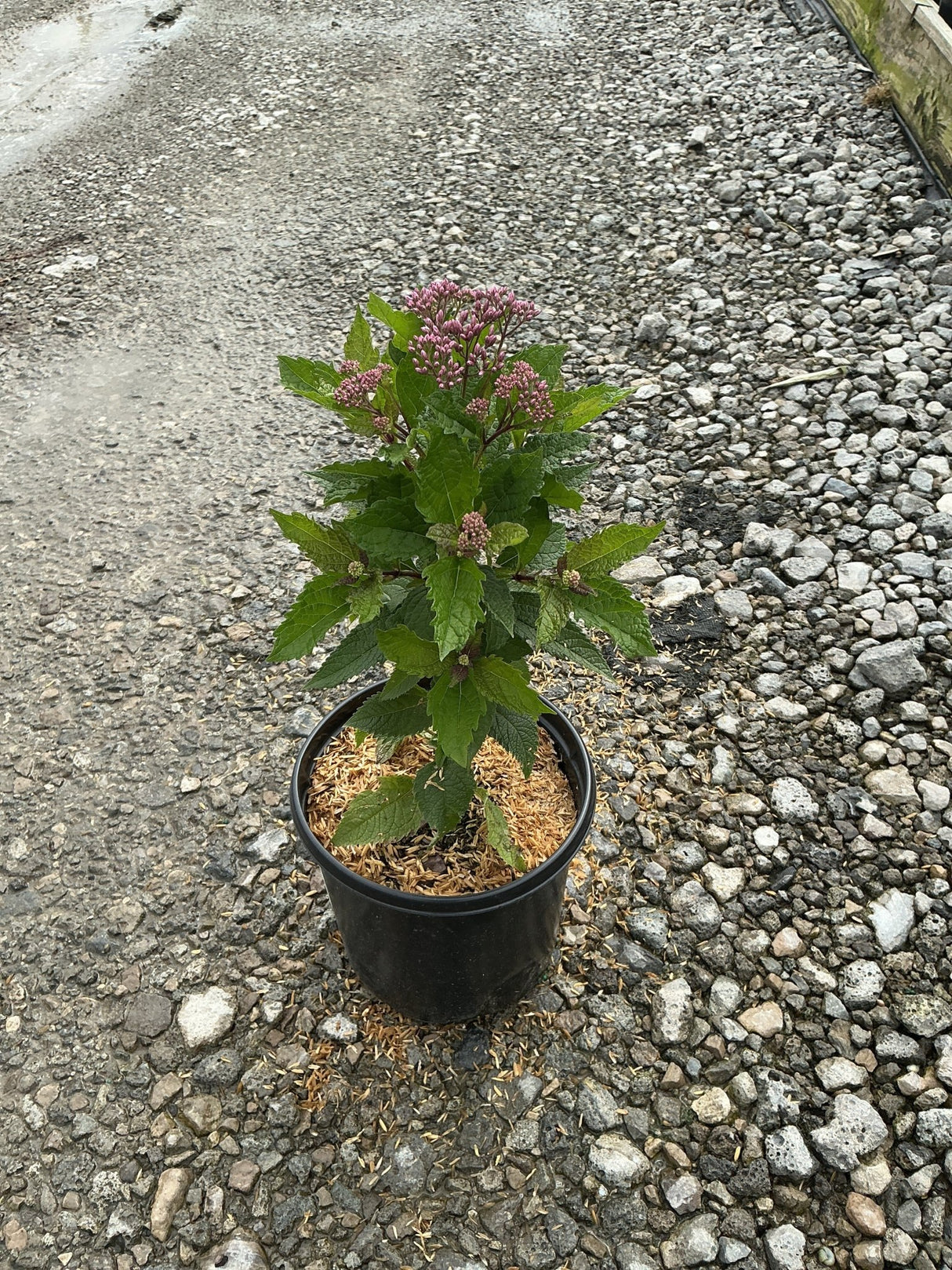 Euphoria Ruby Joe Pye Weed in a #1 container showing dark green foliage and budding pink flower clusters.