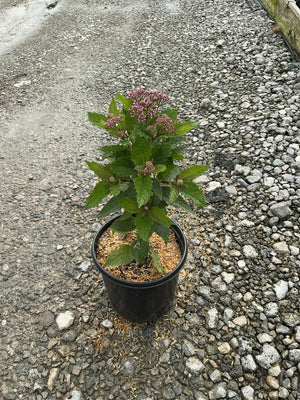Euphoria Ruby Joe Pye Weed in a #1 container showing dark green foliage and budding pink flower clusters.