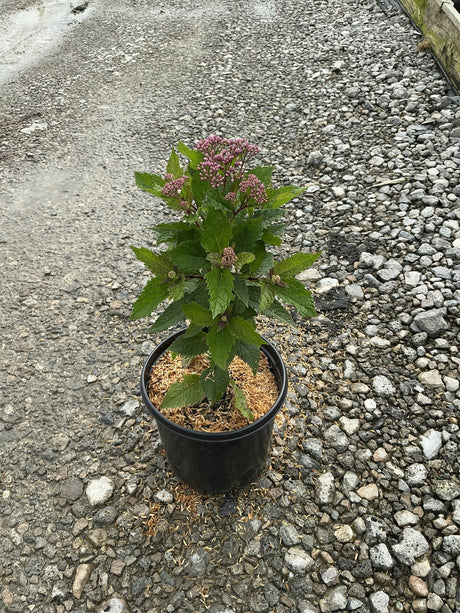 Euphoria Ruby Joe Pye Weed in a #1 container showing dark green foliage and budding pink flower clusters.