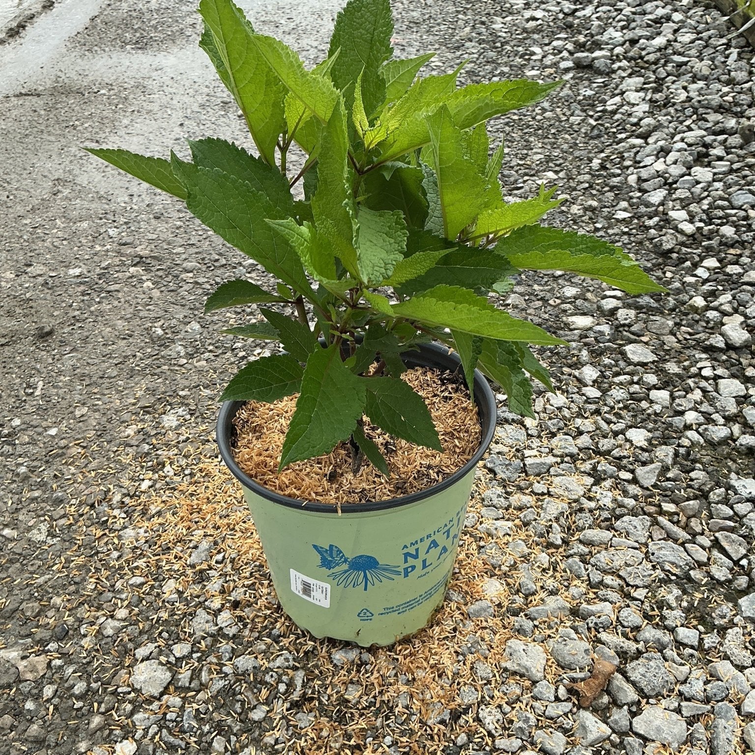Gateway Joe-Pye Weed in a #2 container showing lush green foliage on gravel at a nursery.