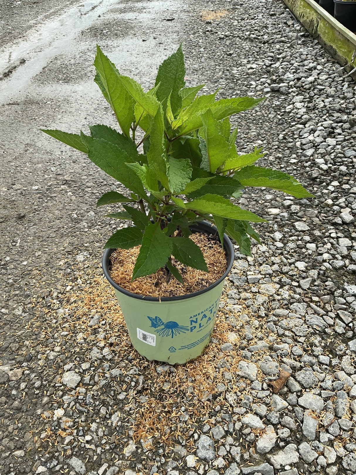 Gateway Joe-Pye Weed in a #2 container showing lush green foliage on gravel at a nursery.