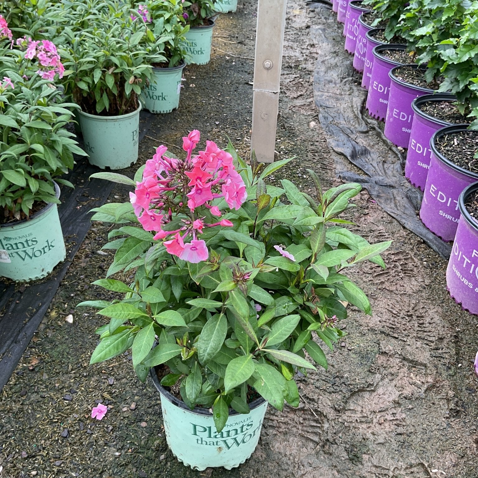 Coral Creme Drop Tall Garden Phlox blooming in a #1 container with bright pink flower clusters at a nursery.