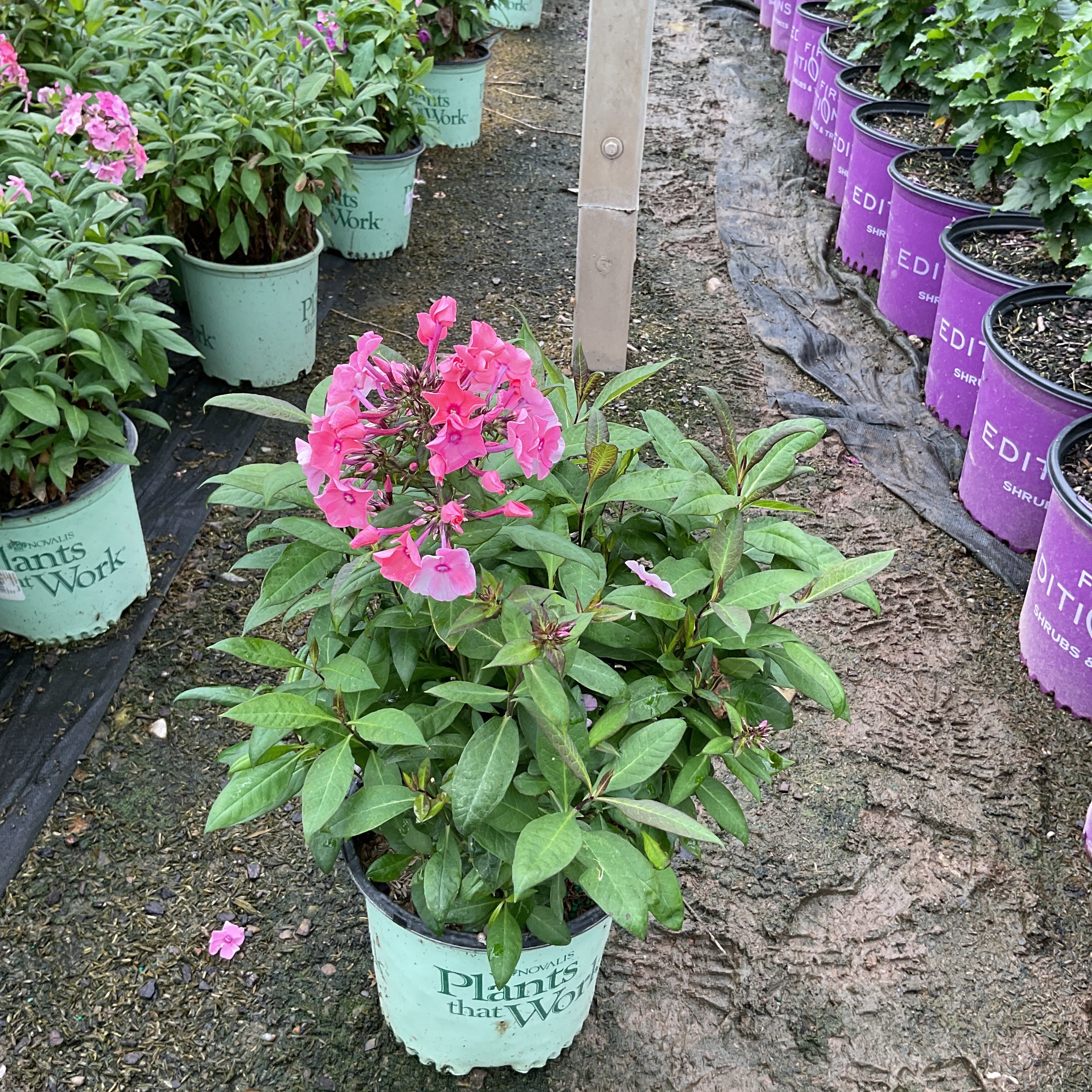 Coral Creme Drop Tall Garden Phlox blooming in a #1 container with bright pink flower clusters at a nursery.