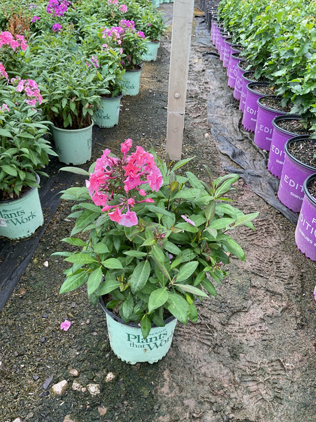 Coral Creme Drop Tall Garden Phlox blooming in a #1 container with bright pink flower clusters at a nursery.