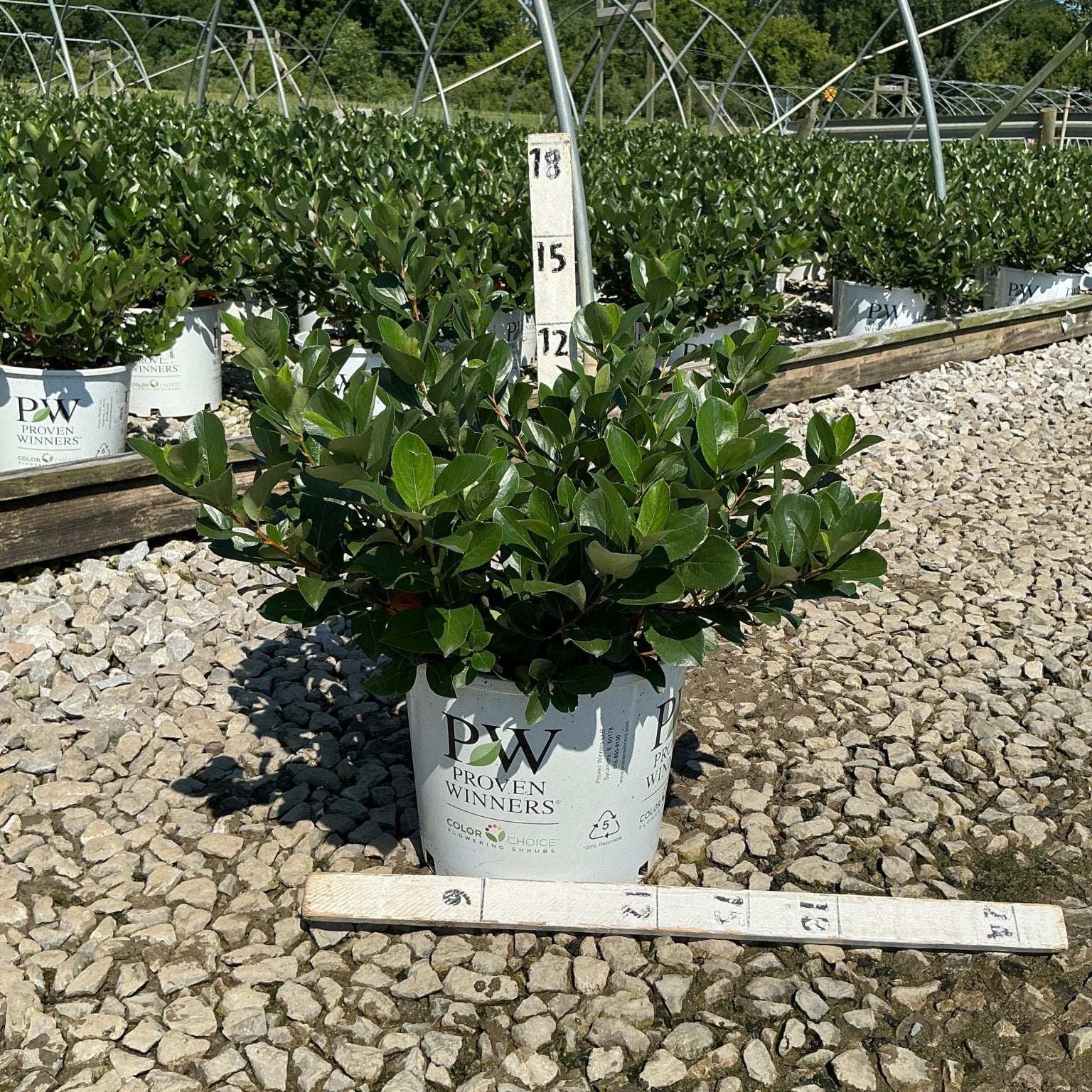 Low Scape Mound Chokeberry shrub in a Proven Winners #3 container at a nursery, showing dense dark green foliage.