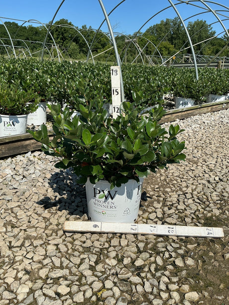 Low Scape Mound Chokeberry shrub in a Proven Winners #3 container at a nursery, showing dense dark green foliage.