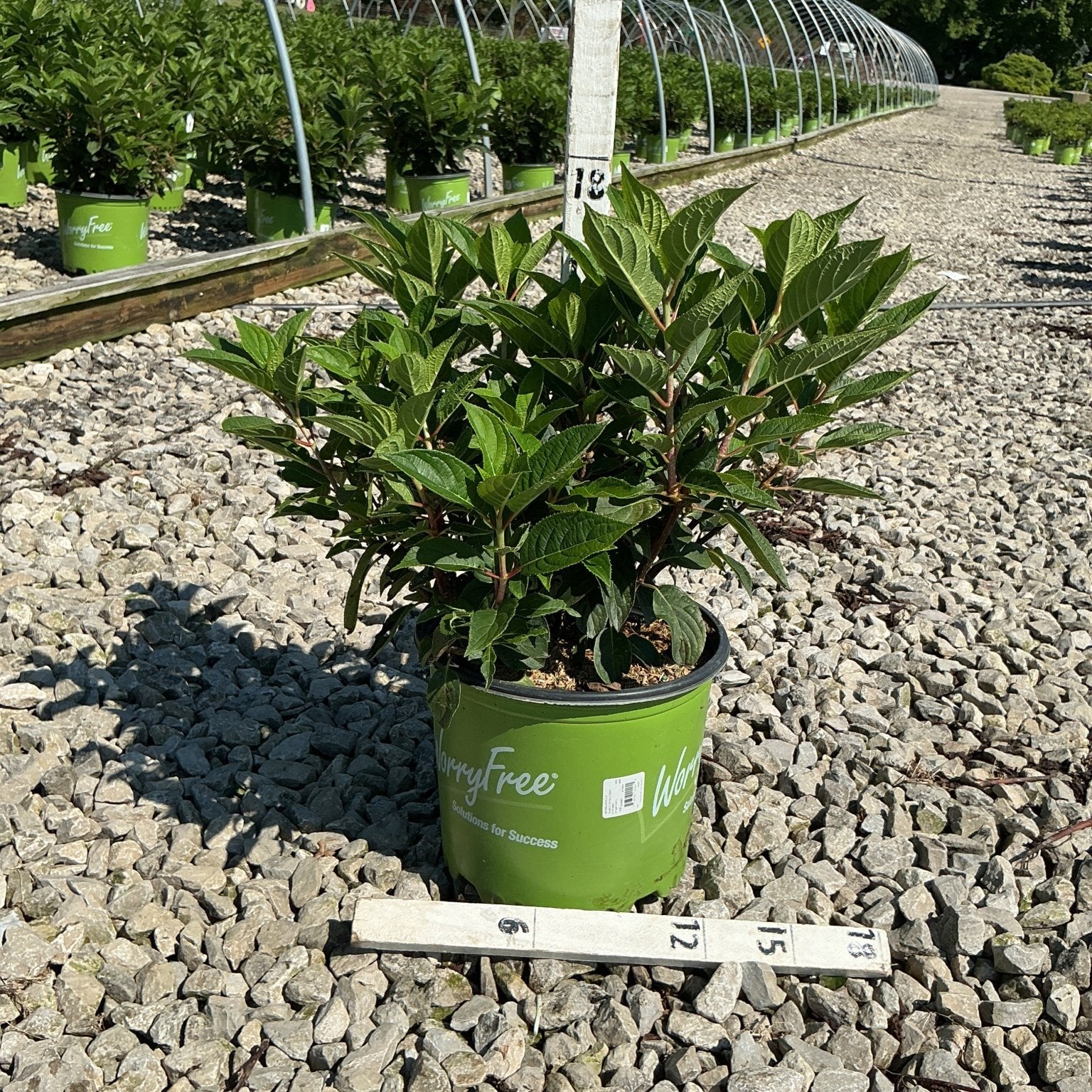 Early Evolution Panicle Hydrangea in a #3 container at a nursery, showing dense green foliage on gravel.