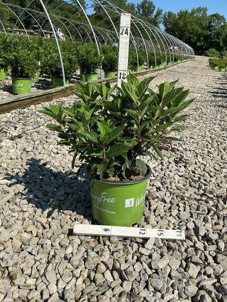 Early Evolution Panicle Hydrangea in a #3 container at a nursery, showing dense green foliage on gravel.