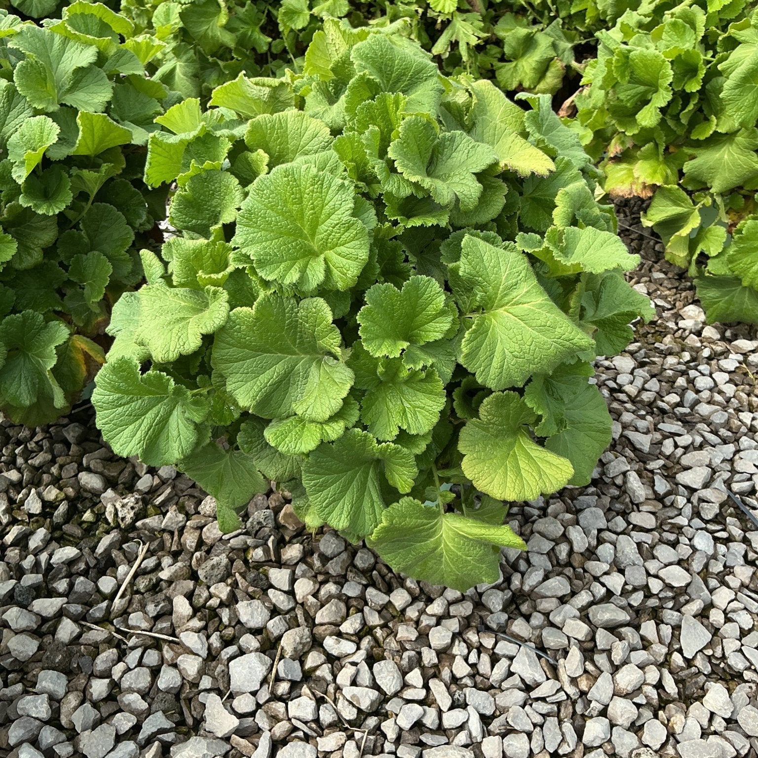 TEMPO Orange Geum perennial displaying dense, rounded green foliage growing in a gravel garden bed.