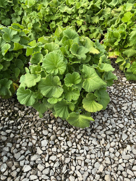 TEMPO Orange Geum perennial displaying dense, rounded green foliage growing in a gravel garden bed.