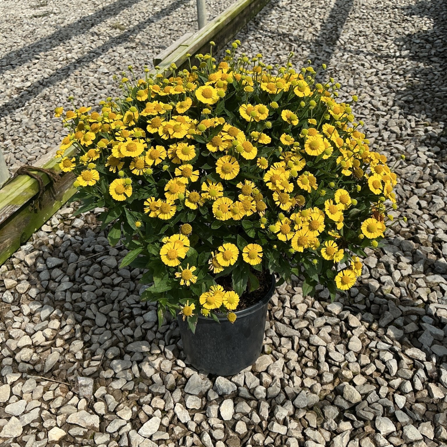 Mariachi Sombrero Sneezeweed in a black nursery container, covered in bright yellow daisy-like blooms on a gravel surface.