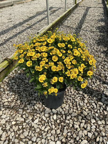 Mariachi Sombrero Sneezeweed in a black nursery container, covered in bright yellow daisy-like blooms on a gravel surface.