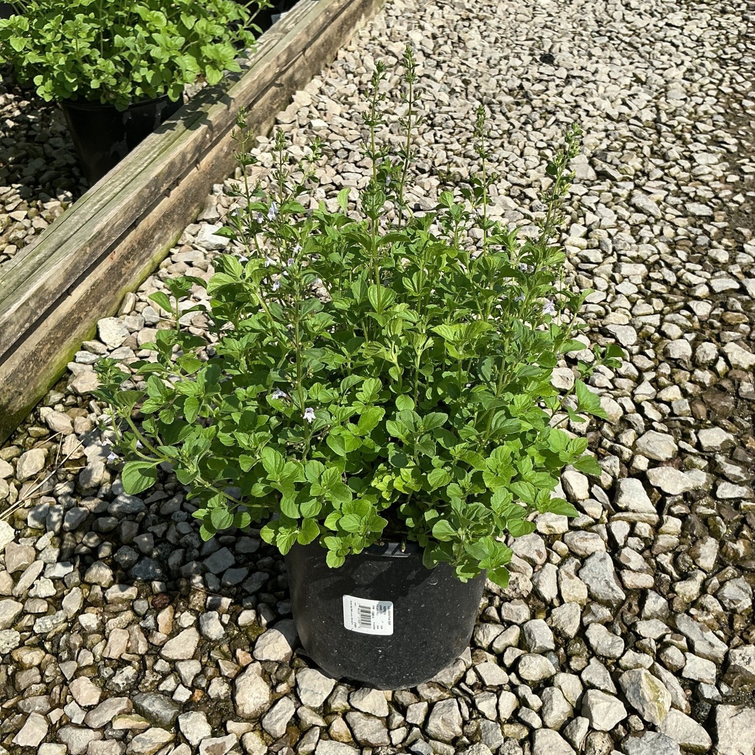 Lesser Calamint in a #1 black nursery container, showing dense green foliage and delicate pale blue flowers on upright stems.