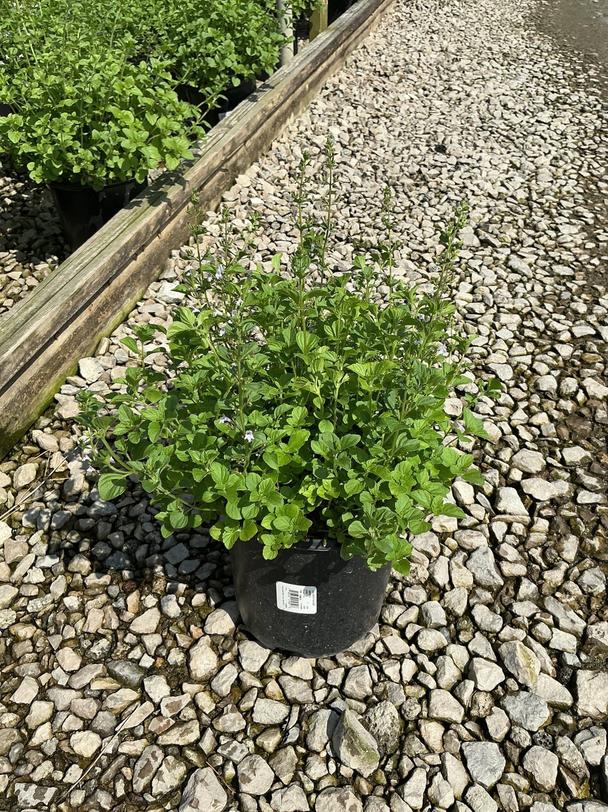 Lesser Calamint in a #1 black nursery container, showing dense green foliage and delicate pale blue flowers on upright stems.