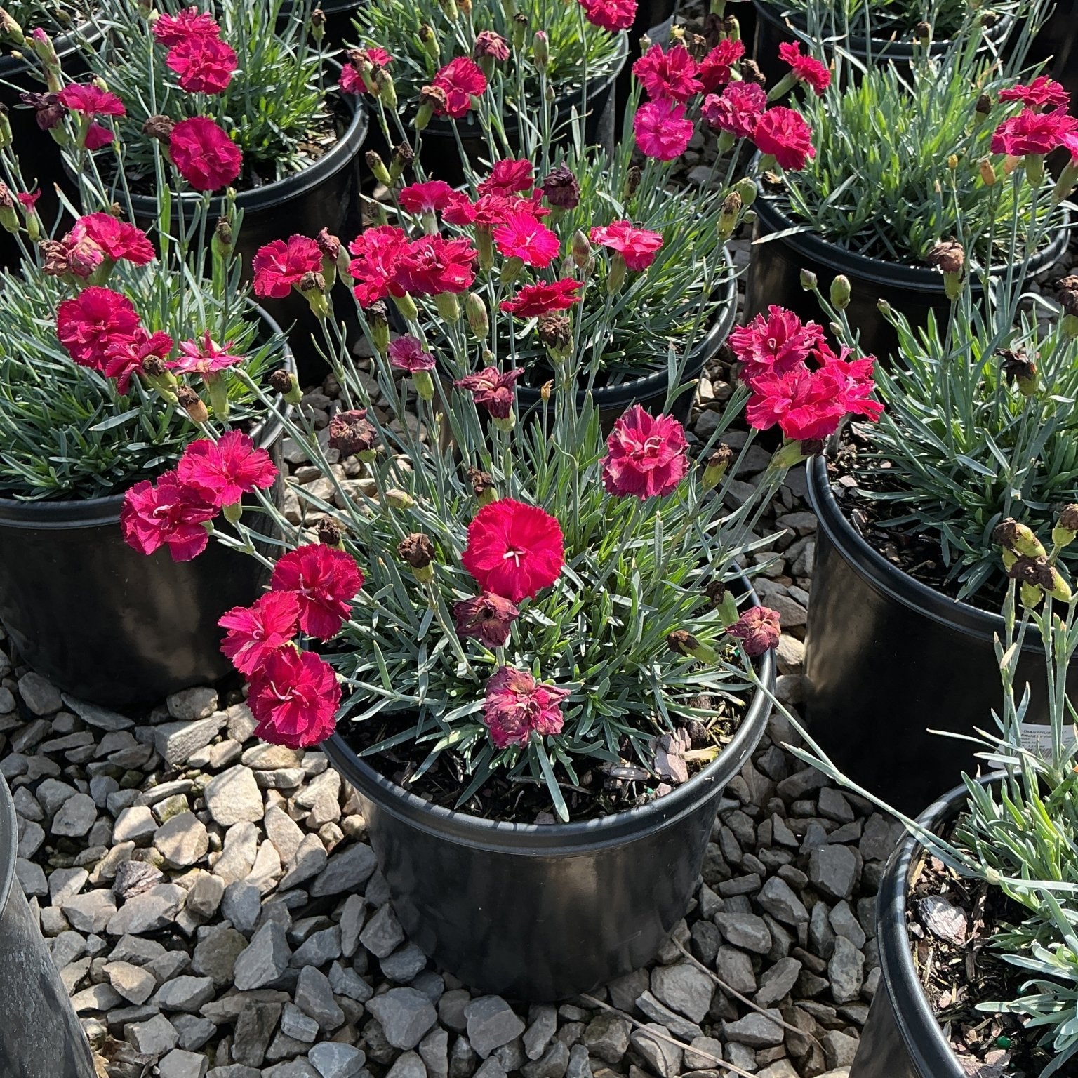 Frosty Fire Dianthus blooming in black nursery containers with vivid crimson-pink ruffled flowers and blue-green foliage.