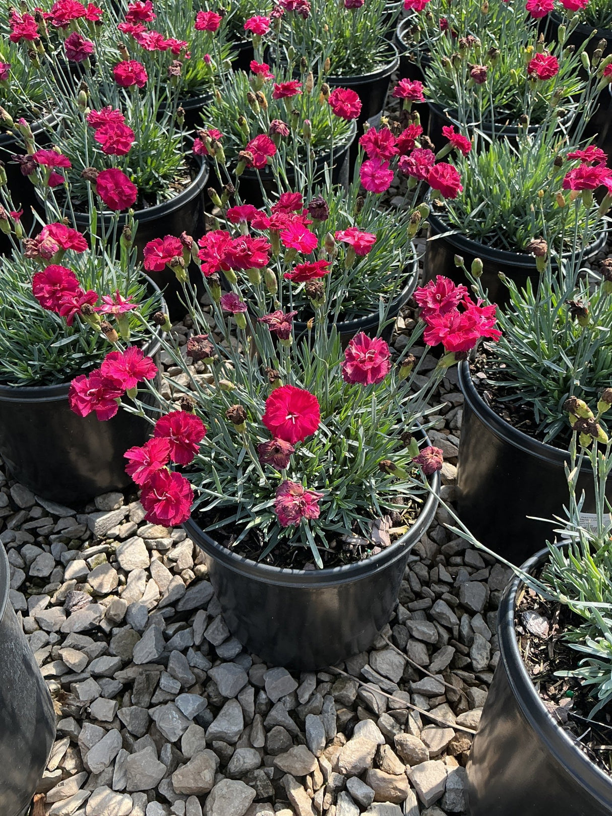 Frosty Fire Dianthus blooming in black nursery containers with vivid crimson-pink ruffled flowers and blue-green foliage.
