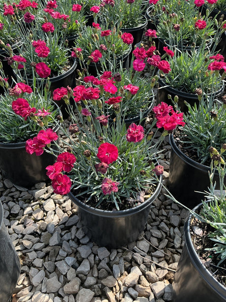 Frosty Fire Dianthus blooming in black nursery containers with vivid crimson-pink ruffled flowers and blue-green foliage.