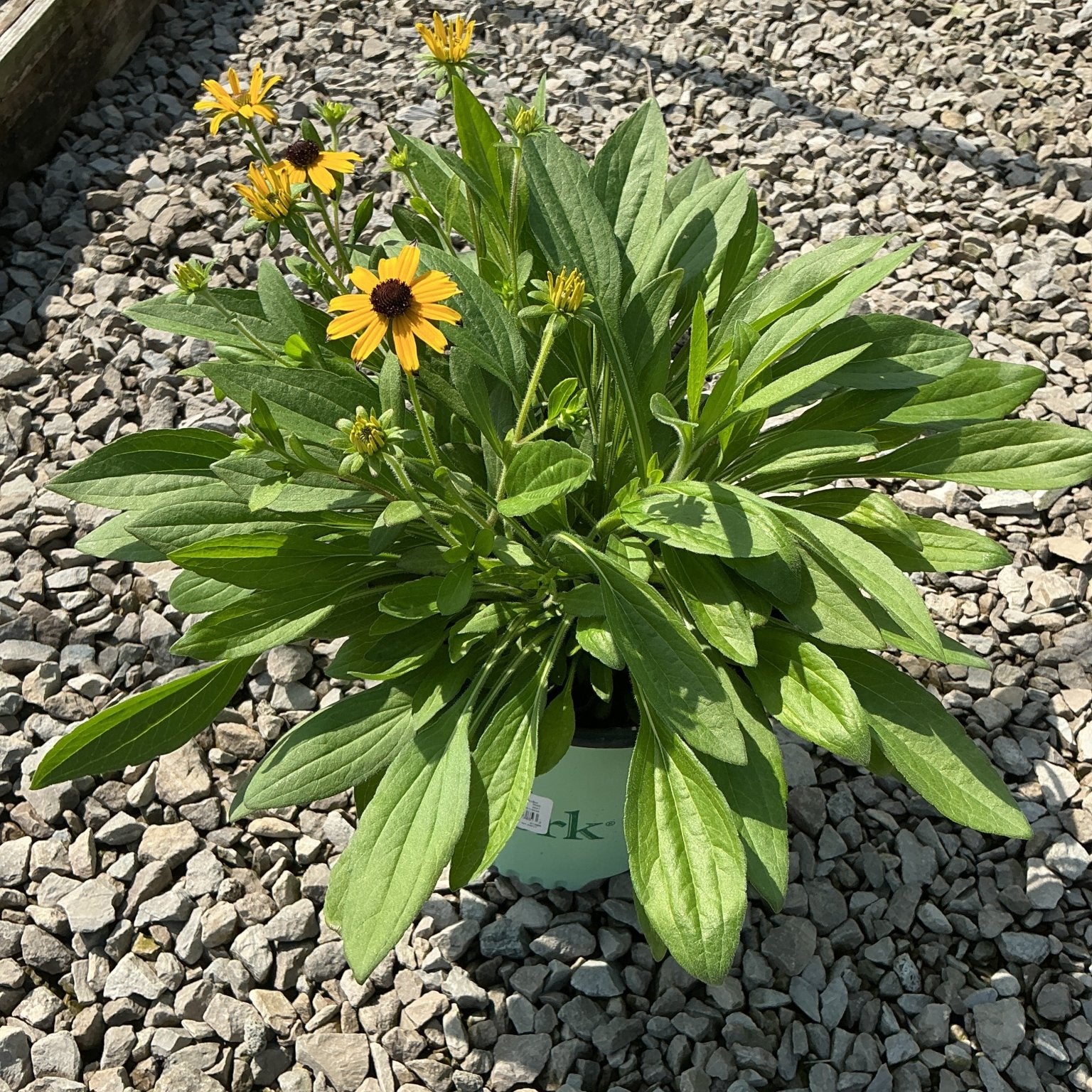 Rudbeckia American Gold Rush Black-Eyed Susan in a #1 container, showing yellow daisy-like blooms with dark centers.