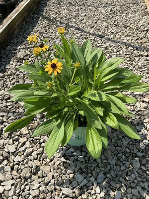Rudbeckia American Gold Rush Black-Eyed Susan in a #1 container, showing yellow daisy-like blooms with dark centers.