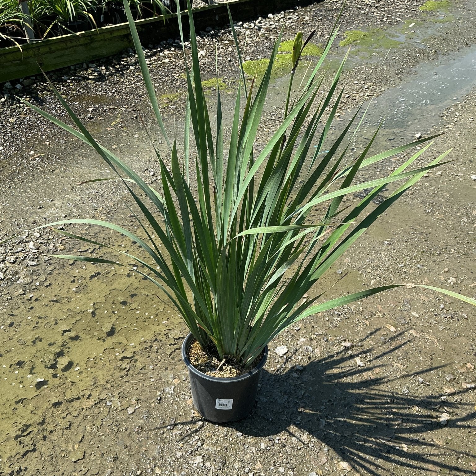 Caesar's Brother Siberian Iris in a black nursery container, showing tall arching green sword-like foliage with a budding flower stem.