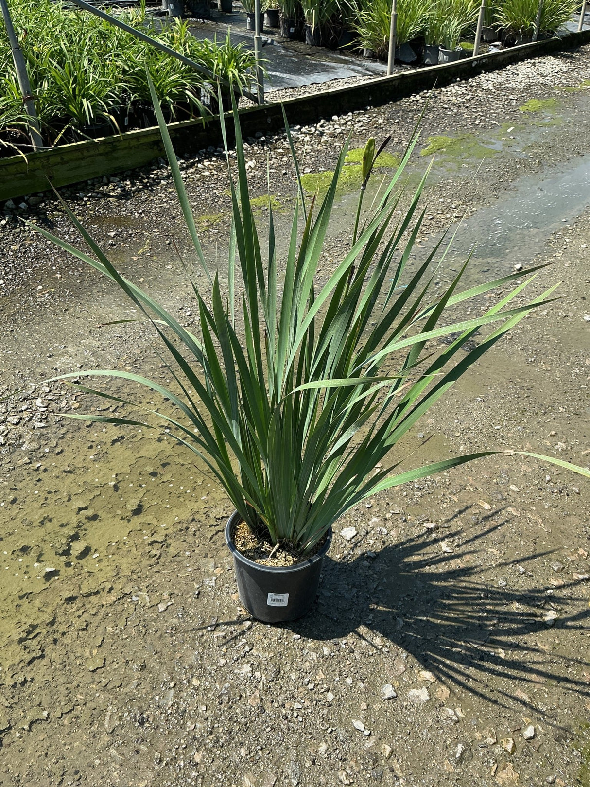 Caesar's Brother Siberian Iris in a black nursery container, showing tall arching green sword-like foliage with a budding flower stem.