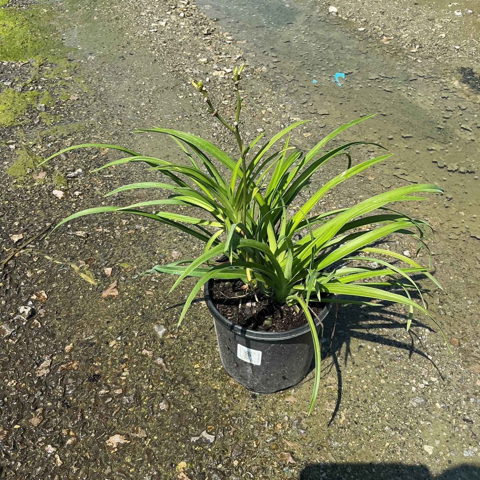 Hemerocallis Pardon Me daylily in a #1 nursery container showing lush green strap-like foliage and emerging flower stalks.