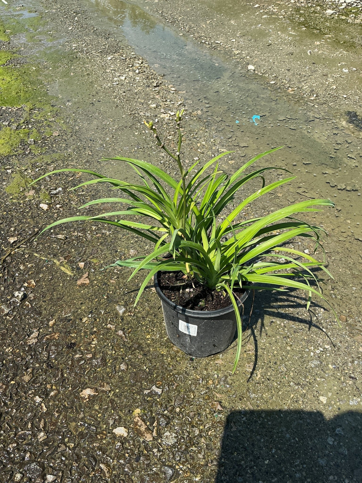 Hemerocallis Pardon Me daylily in a #1 nursery container showing lush green strap-like foliage and emerging flower stalks.