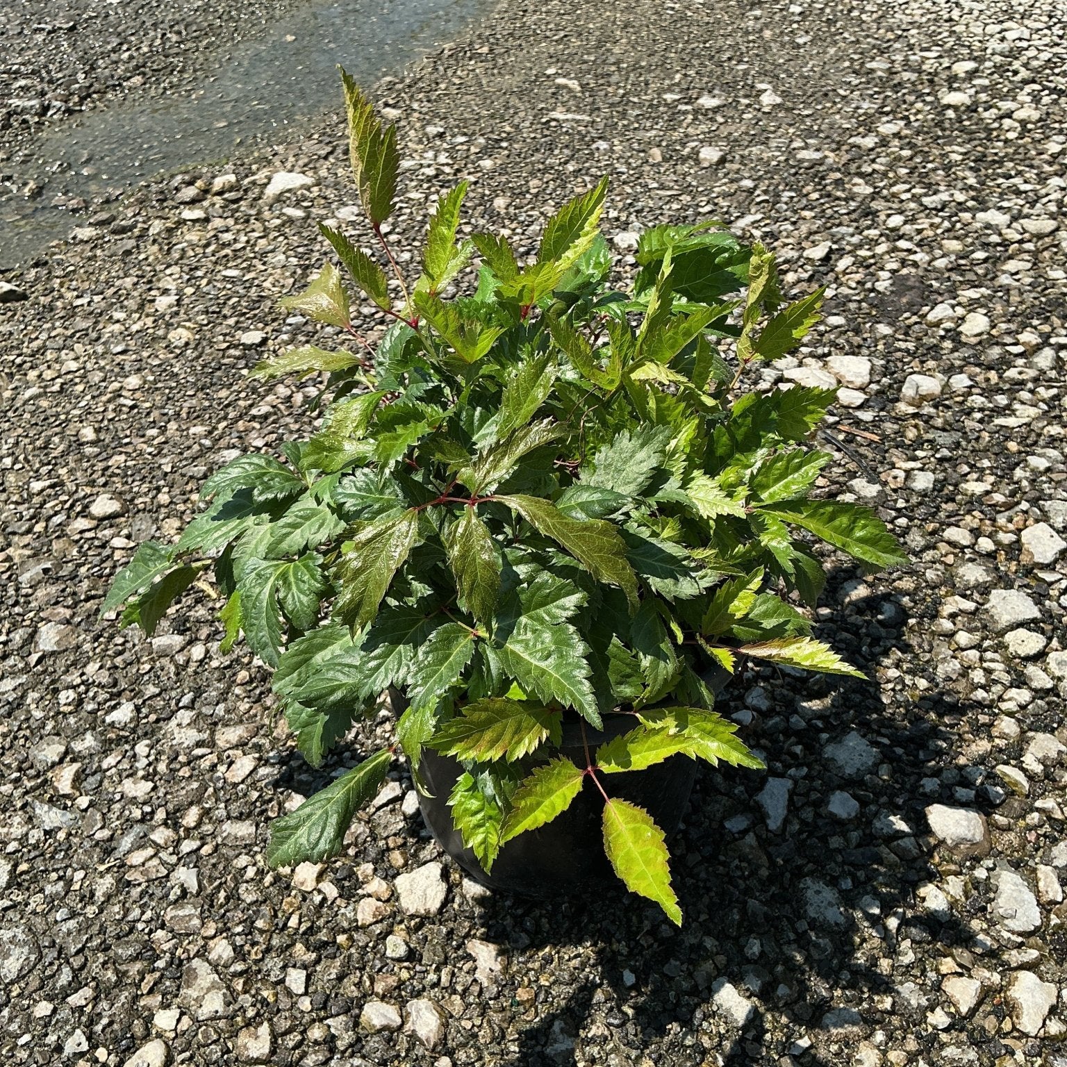 Bridal Veil Astilbe in a #1 container showing lush, serrated green foliage with reddish stems on a gravel surface.