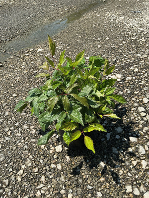 Bridal Veil Astilbe in a #1 container showing lush, serrated green foliage with reddish stems on a gravel surface.