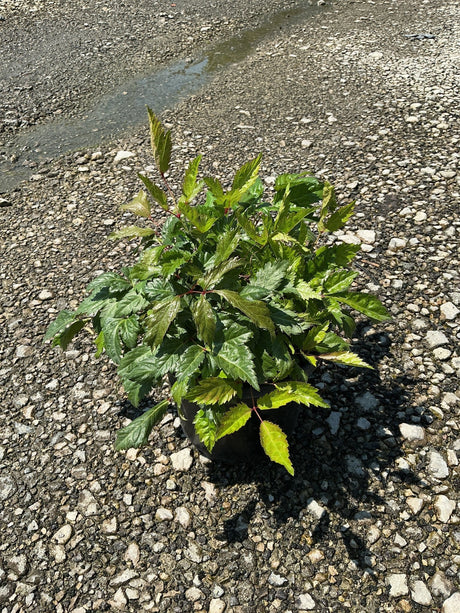 Bridal Veil Astilbe in a #1 container showing lush, serrated green foliage with reddish stems on a gravel surface.