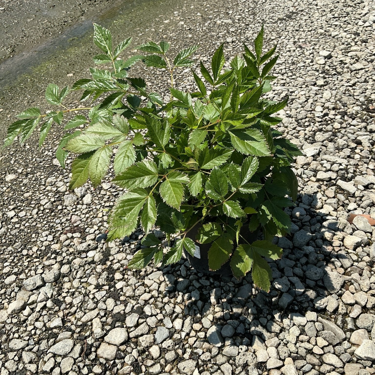 Vision in Pink Astilbe plant in a #1 container showing lush green compound foliage on a gravel surface.