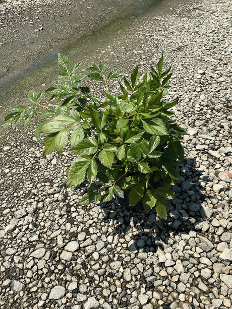 Vision in Pink Astilbe plant in a #1 container showing lush green compound foliage on a gravel surface.