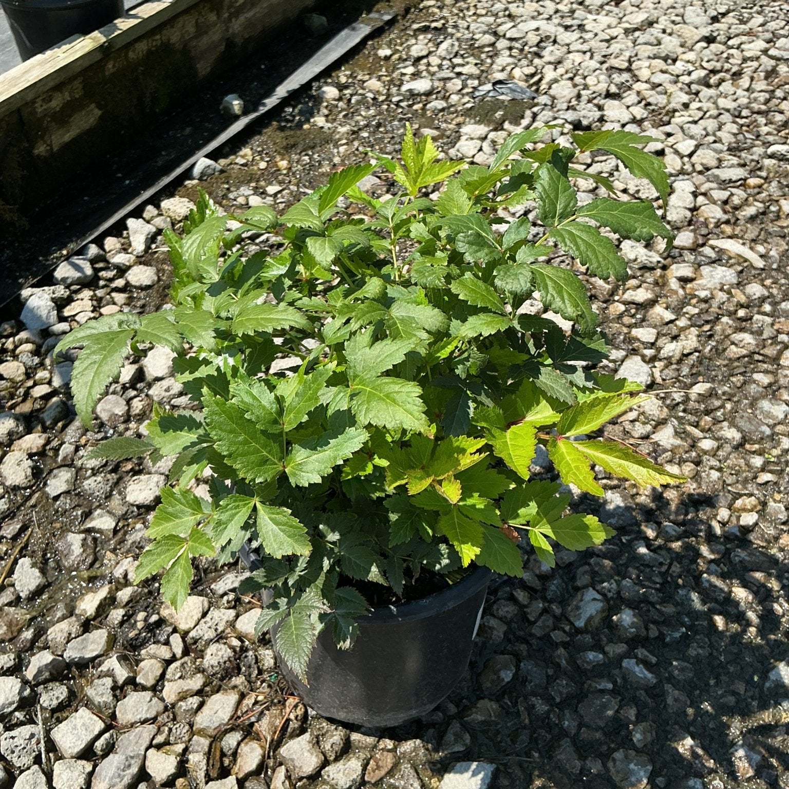 Rheinland Astilbe growing in a black nursery container, showing dense mounded green foliage with serrated leaflets.