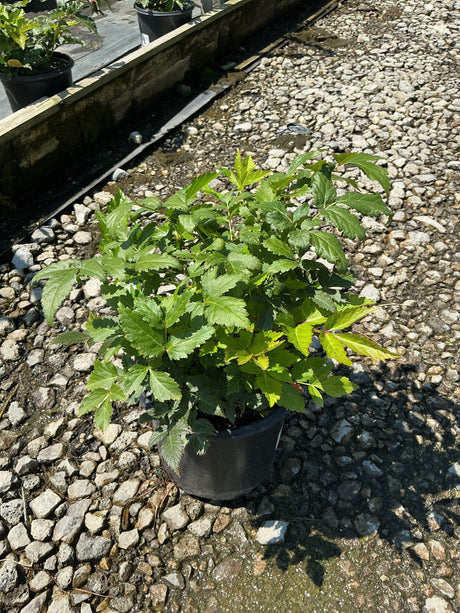 Rheinland Astilbe growing in a black nursery container, showing dense mounded green foliage with serrated leaflets.