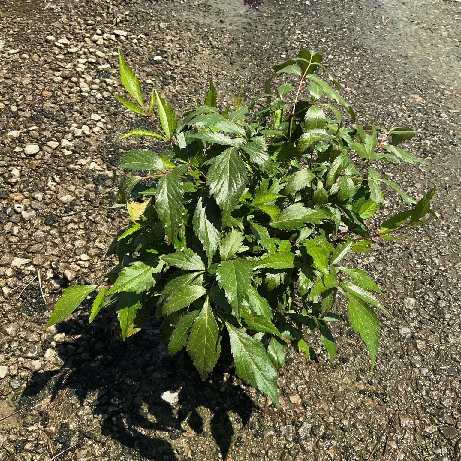 Peach Blossom Astilbe showing dense, serrated green foliage growing low in a gravel setting.