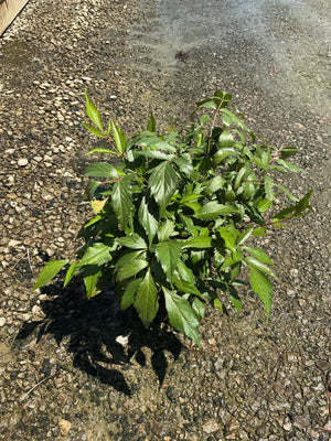 Peach Blossom Astilbe showing dense, serrated green foliage growing low in a gravel setting.