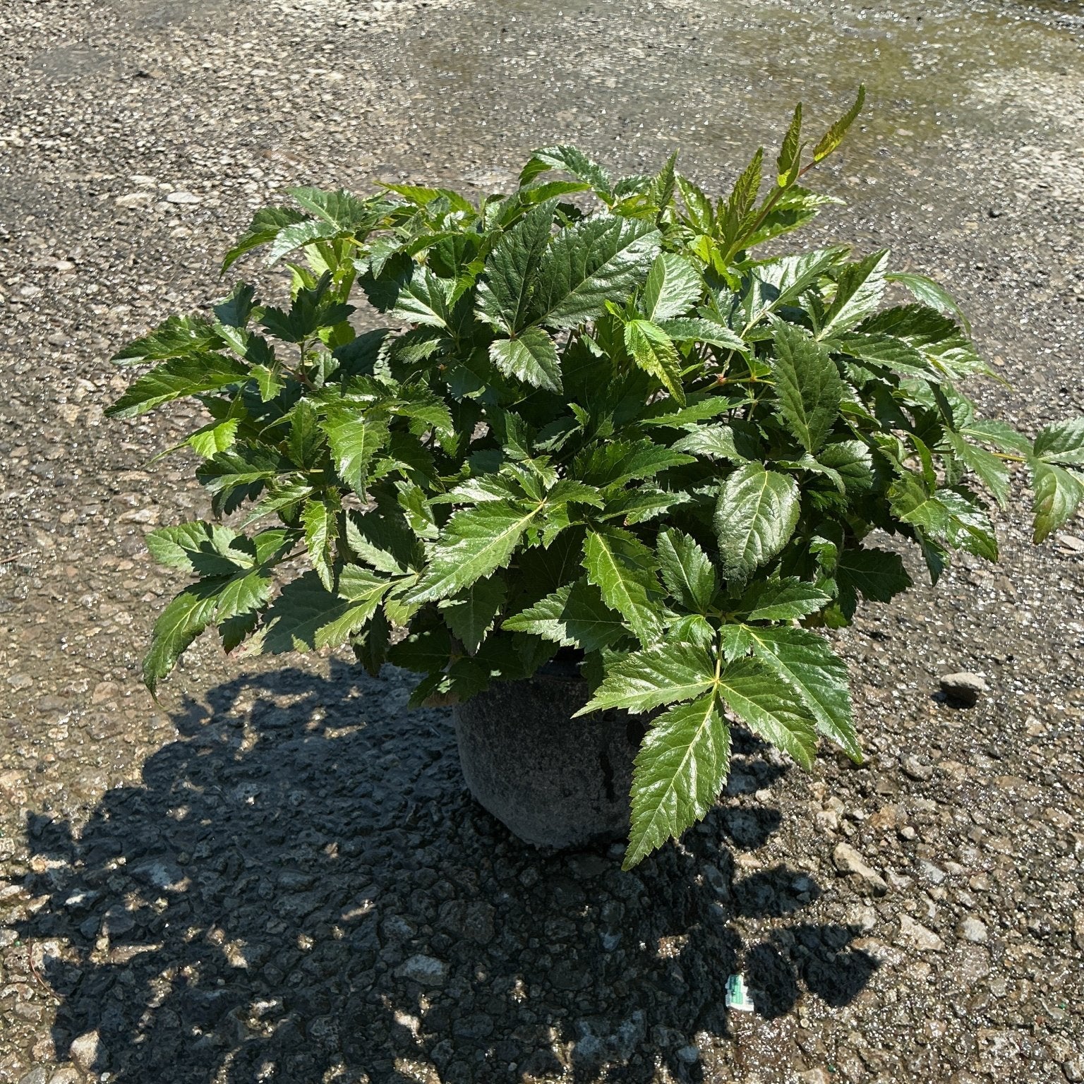 Montgomery Astilbe in a #1 container showing lush, dark green serrated foliage in bright sunlight on gravel.