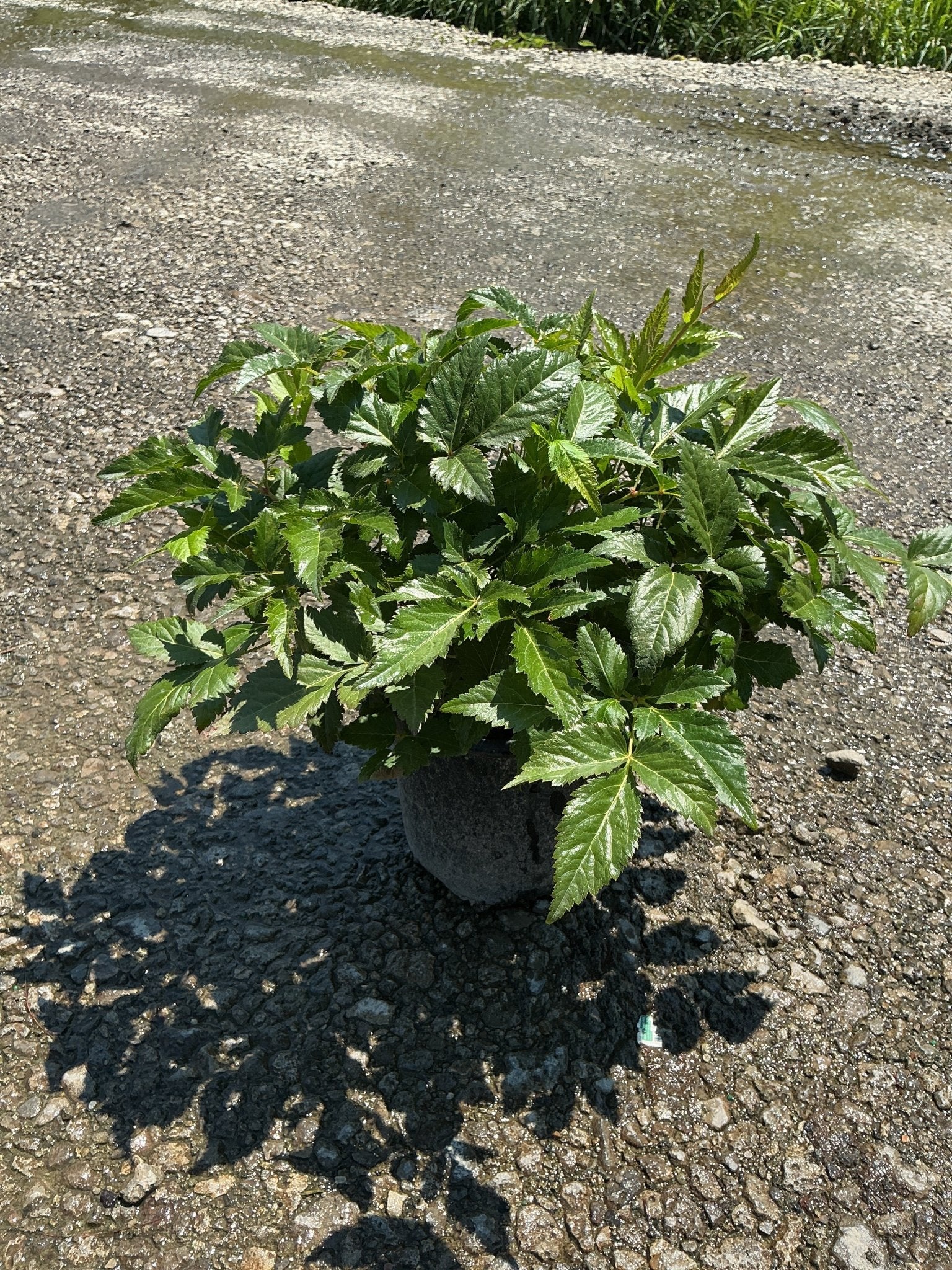 Montgomery Astilbe in a #1 container showing lush, dark green serrated foliage in bright sunlight on gravel.