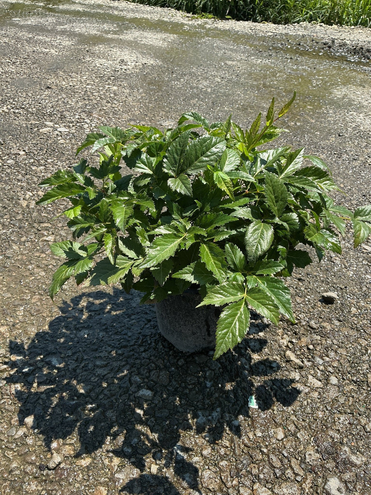 Montgomery Astilbe in a #1 container showing lush, dark green serrated foliage in bright sunlight on gravel.