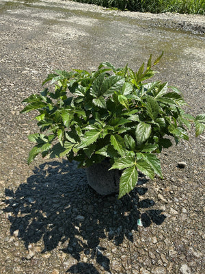 Montgomery Astilbe in a #1 container showing lush, dark green serrated foliage in bright sunlight on gravel.