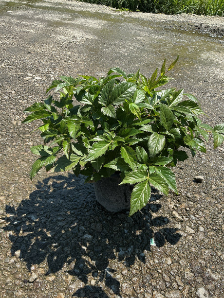 Montgomery Astilbe in a #1 container showing lush, dark green serrated foliage in bright sunlight on gravel.